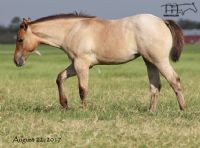 Saltys Sophy Hancock's 2017 Filly -SMOKIN SALTYS MA